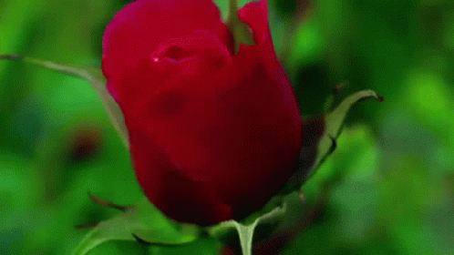 https://blossom.yakihonne.com/7247bd0a30545dddba5b89970969b0d9a44e17a890776c78fb5b8e9ce9f310aa.gif