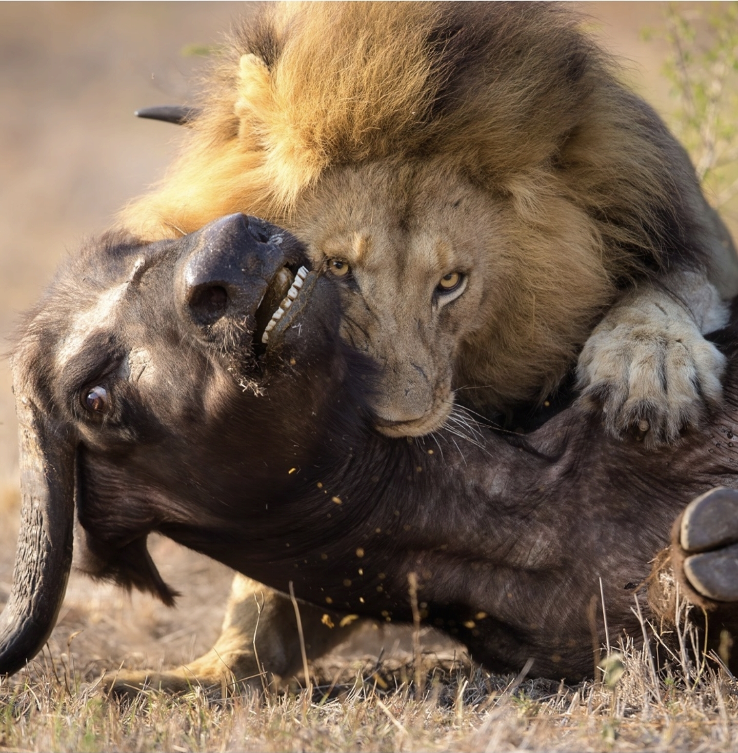 Cover image for Photography gem